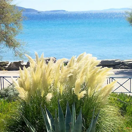 Oasis 1